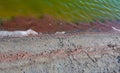 Accumulations of the salt-tolerant crustacean Artemia salina near the shore in a salt lake, Tiligul Liman Royalty Free Stock Photo