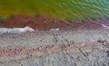 Accumulations of the salt-tolerant crustacean Artemia salina near the shore in a salt lake, Tiligul Liman