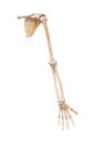 Accurate anterior or front view of the arm or upper limb bones of the human skeletal system isolated on white background 3D