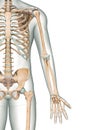 Accurate anterior or front view of the arm or upper limb bones of the human skeletal system with male body contours isolated on