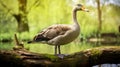 Accurate Bird Specimen: Goose Standing On Log In River Royalty Free Stock Photo