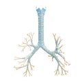 Accurate bronchial tree with trachea and thyroid cartilage 3D rendering illustration on white background. Blank anatomical diagram