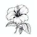 Accurate And Detailed Black And White Hibiscus Flower Illustration Royalty Free Stock Photo