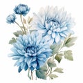 Accurate And Detailed Blue Chrysanthemums Watercolor Flower Drawing