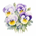 Accurate And Detailed Watercolor Pansy Bouquet On White Background Royalty Free Stock Photo