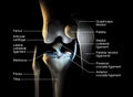 Healthy knee joint, labeled, 3D illustration