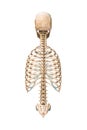 Accurate posterior or back view of axial bones of human skeletal system or skeleton isolated on white background 3D rendering