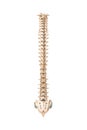 Accurate posterior or back view of human spine bones or vertebrae isolated on white background 3D rendering illustration. Blank Royalty Free Stock Photo