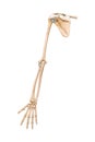 Accurate posterior or rear view of the arm or upper limb bones of the human skeletal system isolated on white background 3D