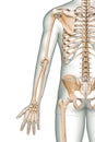 Accurate posterior or rear view of the arm or upper limb bones of the human skeletal system with male body contours isolated on