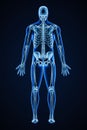 Accurate xray of posterior view of full human skeletal system with adult male body contours 3D rendering illustration. Medical, Royalty Free Stock Photo