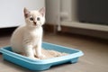 Accustoming a pet kitten or cat to a toilet tray Royalty Free Stock Photo