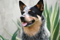 ACD Australian Cattle Dog