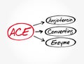 ACE - Angiotensin Converting Enzyme acronym