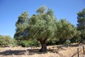 Acebuche -Olea europaea- is the wild olive tree, Andalusia, Spain Royalty Free Stock Photo