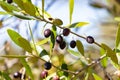 Acebuche, spanish wild olive. Its scientific name is Olea Europaea or sylvestris, it is therefore the same species of the olive Royalty Free Stock Photo