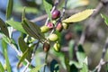 Acebuche, spanish wild olive. Its scientific name is Olea Europaea or sylvestris, it is therefore the same species of the olive Royalty Free Stock Photo