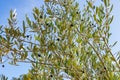 Acebuche, spanish wild olive. Its scientific name is Olea Europaea or sylvestris, it is therefore the same species of the olive Royalty Free Stock Photo