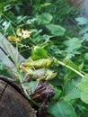 Aceh,Indonesia, January 24, 2021: this is a photograph of a pair of green locusts growing on wood