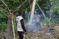 Aceh, Indonesia, January 20, 2023: two people cutting coconut trees in the garden.