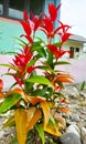 Aceh Indonesia which is full of beauty. Beautiful flowers adorn our home environment Royalty Free Stock Photo