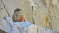 Acentor alpino Alpine accentor