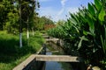 Acequia in plants and trees on sunny summer day
