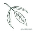 Acer anchurian, mandshuricum hand drawn sketch vector eps10 Royalty Free Stock Photo