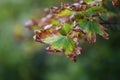 Acer - autumn twig with rich colored leaves. The edges of the leaves are withered, brown and inside the leaves are green.