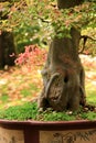 Acer buergerianum bonsai Royalty Free Stock Photo