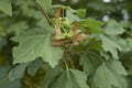 Acer campestre fruit Royalty Free Stock Photo