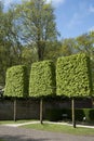 Three clipped trees of the hedge maple in a park