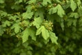 Acer campestre tree in bloom Royalty Free Stock Photo