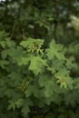 Acer campestre tree Royalty Free Stock Photo