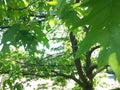 Acer campestre tree leafs design nature