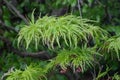 Acer dissectum Plant, japanese maple viridis green leaves close up, selective focus. Royalty Free Stock Photo