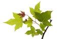 Acer foliage, Green maple leaves, isolated on white background with clipping path Royalty Free Stock Photo