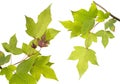 Acer foliage, Green maple leaves, isolated on white background with clipping path Royalty Free Stock Photo