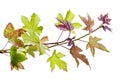 Acer foliage, Green maple leaves, isolated on white background with clipping path Royalty Free Stock Photo