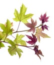 Acer foliage, Green maple leaves, isolated on white background with clipping path Royalty Free Stock Photo