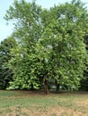 Acer free in the pluvial park