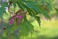 Acer ginnala plant on the branch with green leaves Royalty Free Stock Photo