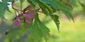 Acer ginnala plant on the branch with green leaves Royalty Free Stock Photo