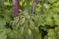 Acer griseum close up Royalty Free Stock Photo