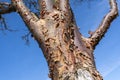 Acer griseum Paperbark Maple Royalty Free Stock Photo