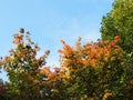 Acer henryi Pax in the fall