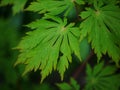 Acer japonicum aconitifolium leaves Royalty Free Stock Photo