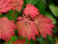 Acer Japonicum Aconitifolium Leaves Royalty Free Stock Photo