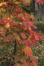 Acer japonicum at autumn time Royalty Free Stock Photo