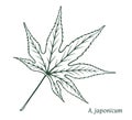 Acer japonicum hand drawn sketch vector eps10